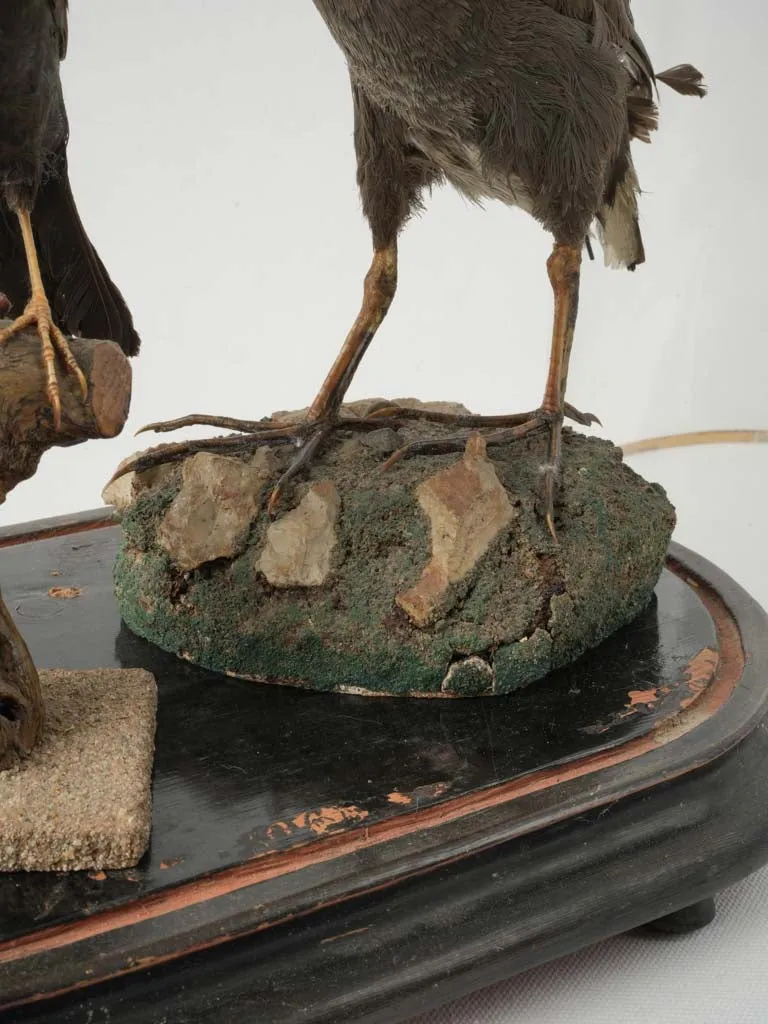 Antique Taxidermy Display with Birds Under Glass Dome 20¾"