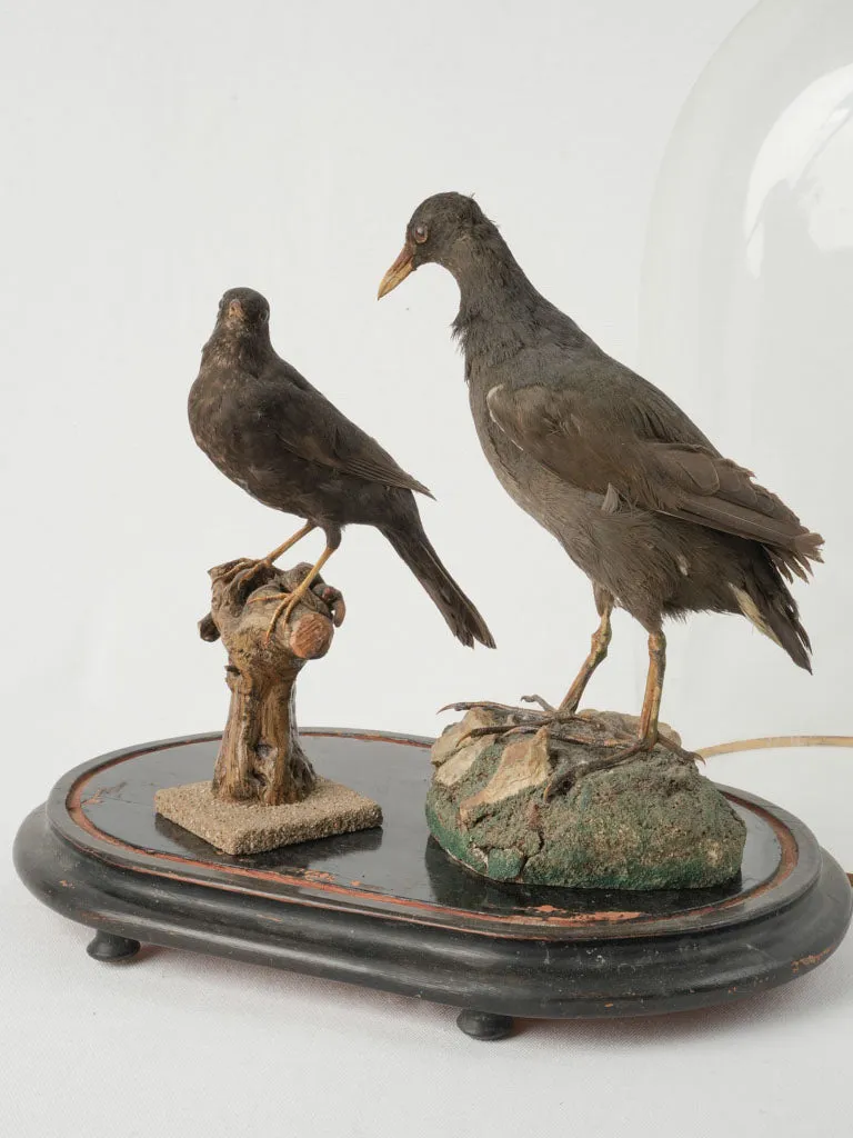 Antique Taxidermy Display with Birds Under Glass Dome 20¾"