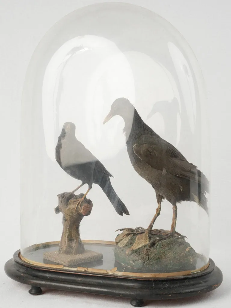 Antique Taxidermy Display with Birds Under Glass Dome 20¾"