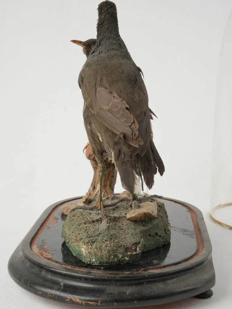 Antique Taxidermy Display with Birds Under Glass Dome 20¾"