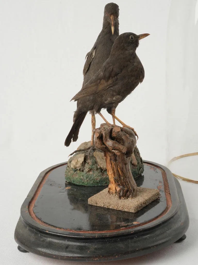 Antique Taxidermy Display with Birds Under Glass Dome 20¾"