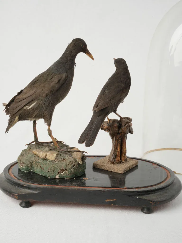 Antique Taxidermy Display with Birds Under Glass Dome 20¾"