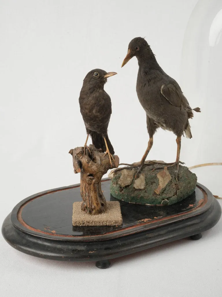 Antique Taxidermy Display with Birds Under Glass Dome 20¾"