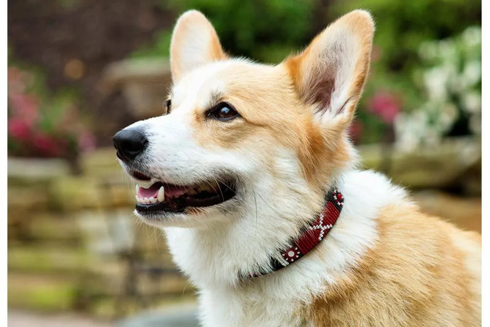 "Maasai Shield" Beaded Dog Collar